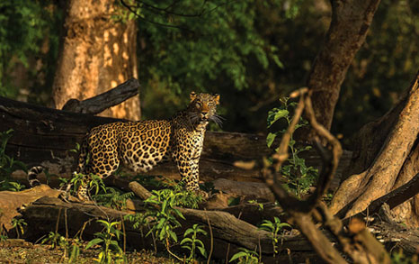 rajaji leopard