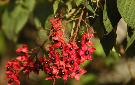 flora in rajaji