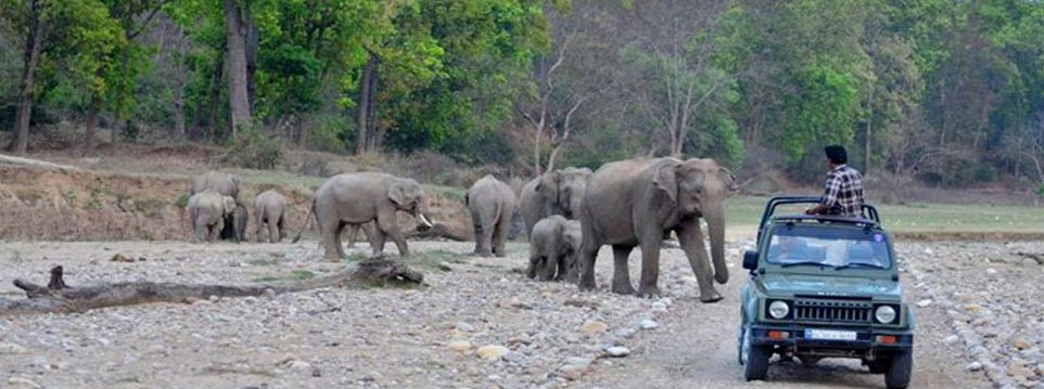 rajaji wildlife trip